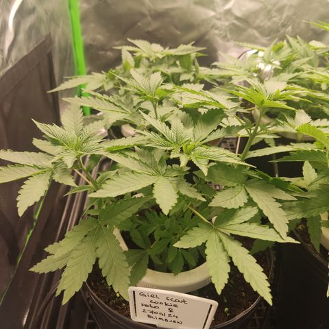 Girl Scout Cookies Blim Burn growlog timeline photo