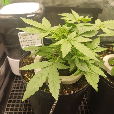 Sour diesel + LSD  Need Seed  growlog timeline photo