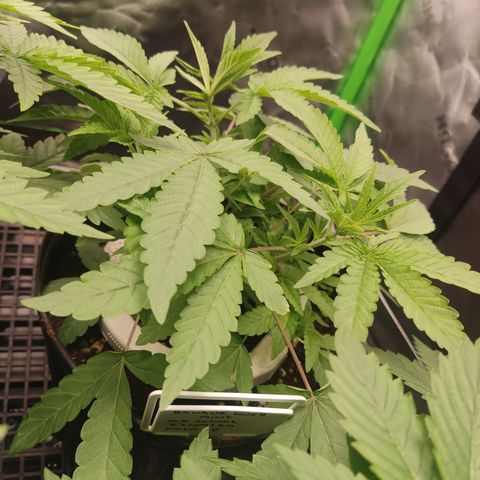Banana Kush Mint growlog timeline photo