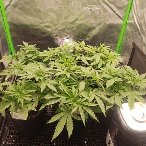 Cindy's 99 Blim Burn growlog timeline photo