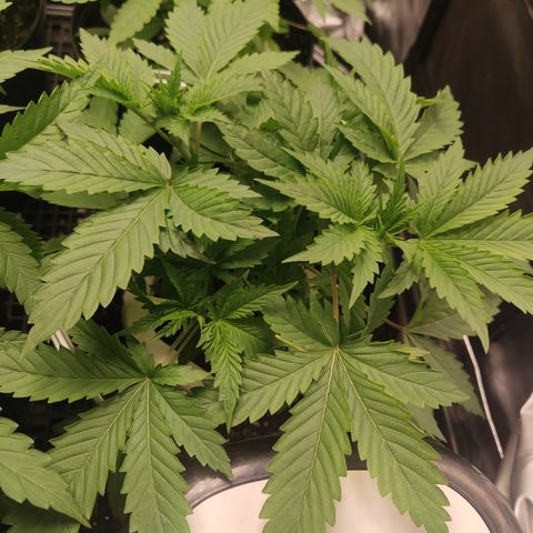 Cindy's 99 Blim Burn growlog timeline photo
