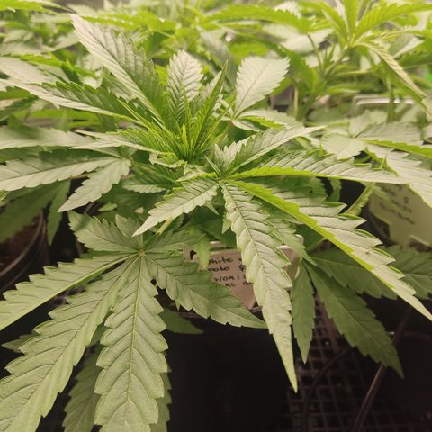 White widow Royal queen growlog timeline photo