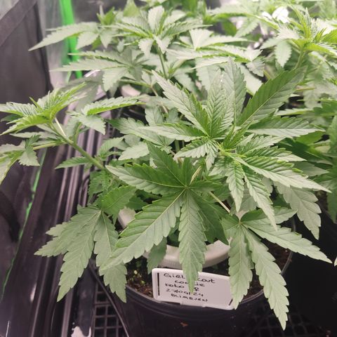 Girl Scout Cookies Blim Burn growlog timeline photo
