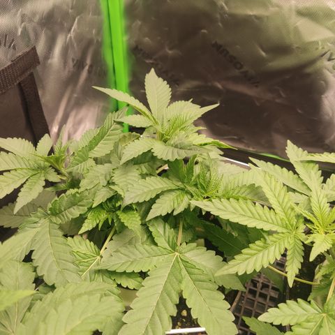 Girl Scout Cookies Blim Burn  growlog timeline photo