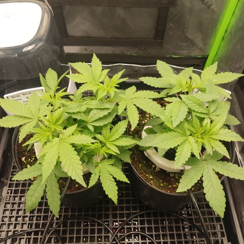 Sour diesel + LSD  Need Seed  growlog timeline photo