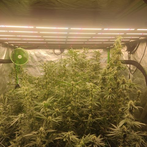 Gorila 1 growlog timeline photo