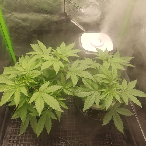 Sour diesel + LSD  Need Seed  growlog timeline photo