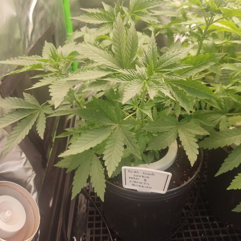 Girl Scout Cookies Blim Burn growlog timeline photo