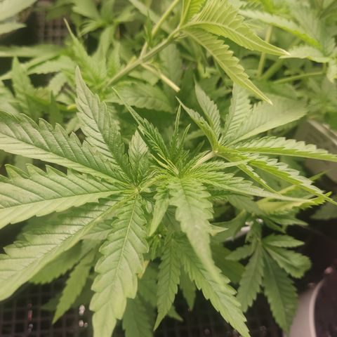 White widow Royal queen growlog timeline photo