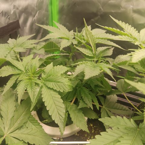 Girl Scout Cookies Blim Burn  growlog timeline photo