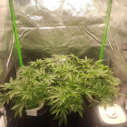 Banana Kush Mint growlog timeline photo