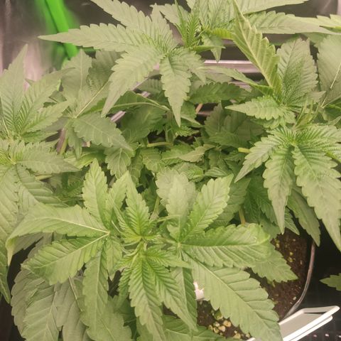 Girl Scout Cookies Blim Burn  growlog timeline photo