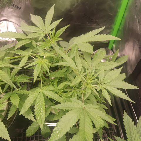 Banana Kush Mint growlog timeline photo