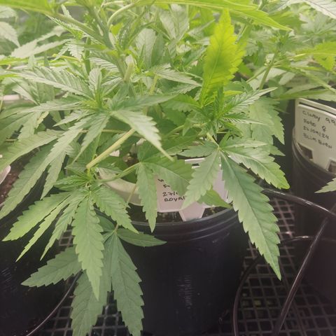 White widow Royal queen growlog timeline photo