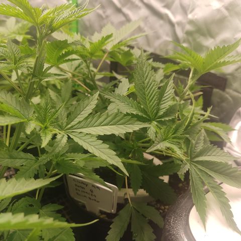 Cindy's 99 Blim Burn growlog timeline photo