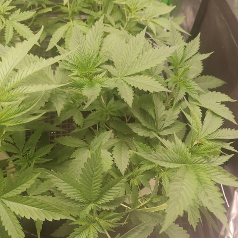 Cindy's 99 Blim Burn growlog timeline photo