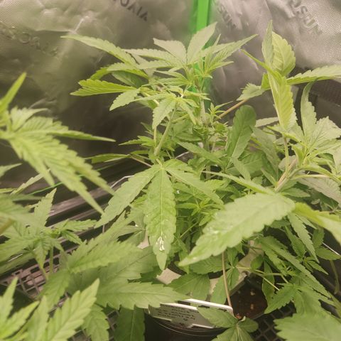 Banana Kush Mint growlog timeline photo