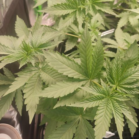 Girl Scout Cookies Blim Burn growlog timeline photo