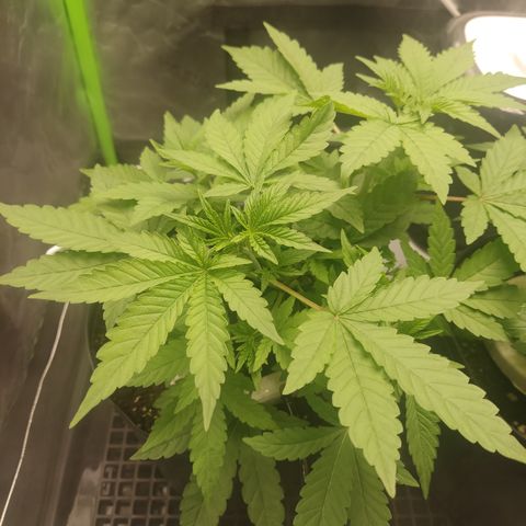 Sour diesel + LSD  Need Seed  growlog timeline photo