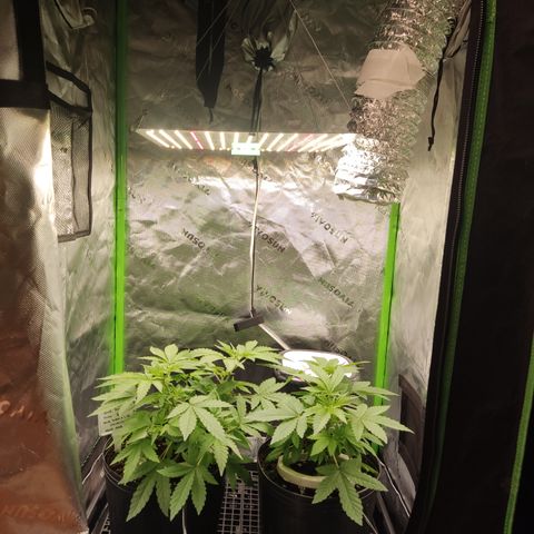 Sour diesel + LSD  Need Seed  growlog timeline photo