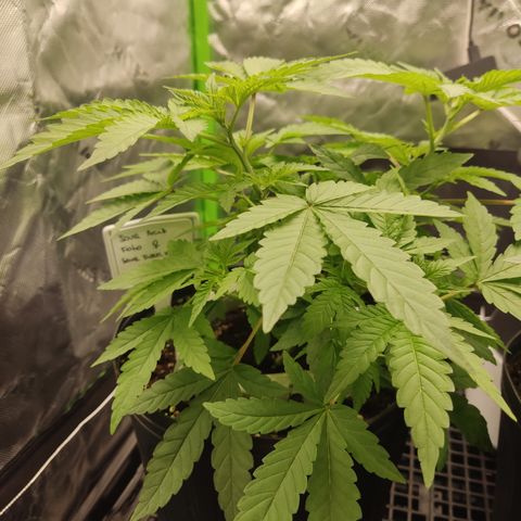 Sour diesel + LSD  Need Seed  growlog timeline photo