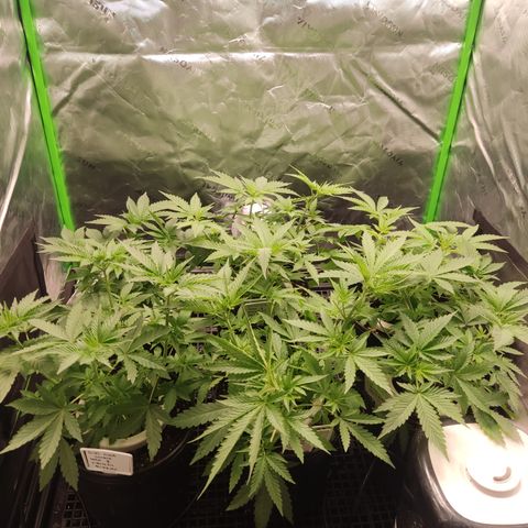 Banana Kush Mint growlog timeline photo
