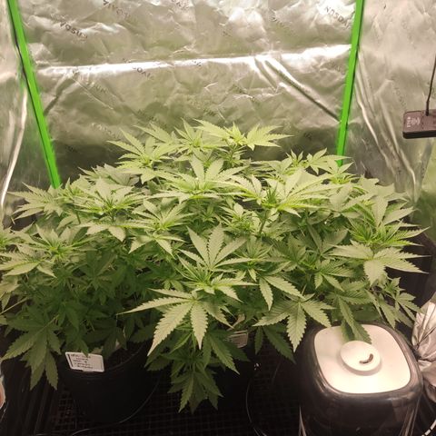 Girl Scout Cookies Blim Burn growlog timeline photo
