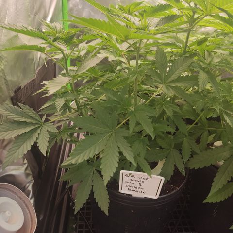Girl Scout Cookies Blim Burn growlog timeline photo