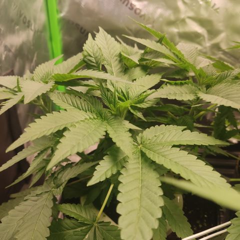 Girl Scout Cookies Blim Burn  growlog timeline photo