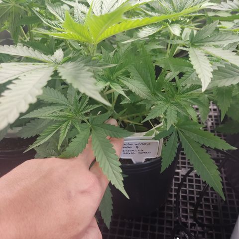 White widow Royal queen growlog timeline photo