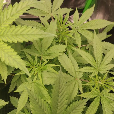 Banana Kush Mint growlog timeline photo