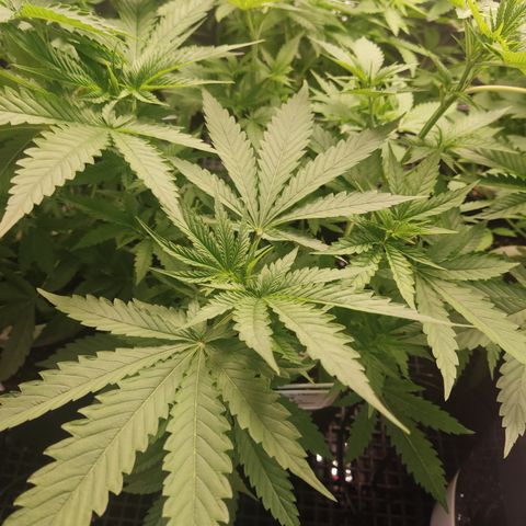 Cindy's 99 Blim Burn growlog timeline photo
