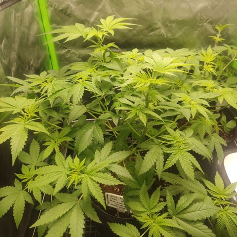 Sour diesel + LSD  Need Seed  growlog timeline photo