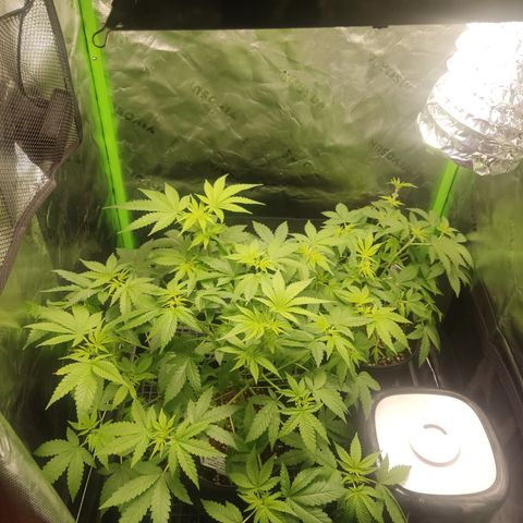 Sour diesel + LSD  Need Seed  growlog timeline photo