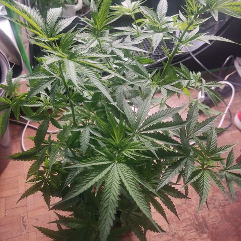 White widow Royal queen growlog timeline photo