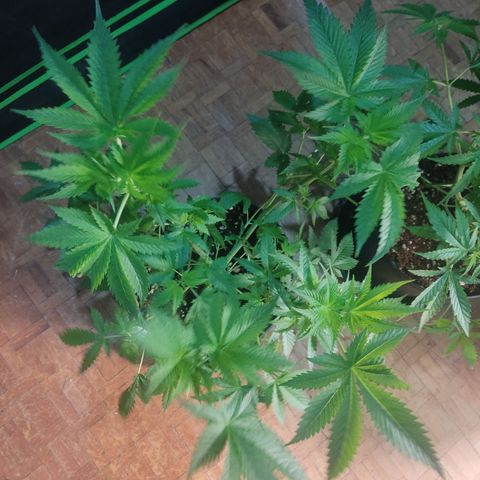 Cindy's 99 Blim Burn growlog timeline photo