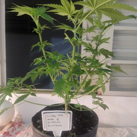 Cindy's 99 Blim Burn growlog timeline photo