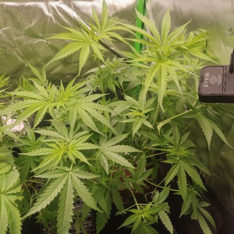 White widow Royal queen growlog timeline photo