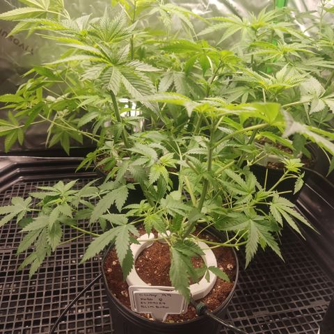 Cindy's 99 Blim Burn growlog timeline photo