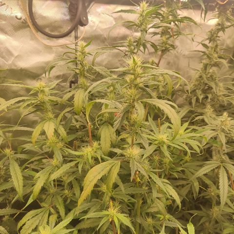 Gorila 1 growlog timeline photo
