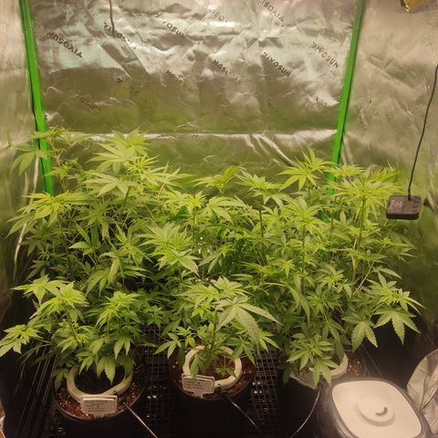 Banana Kush Mint growlog timeline photo