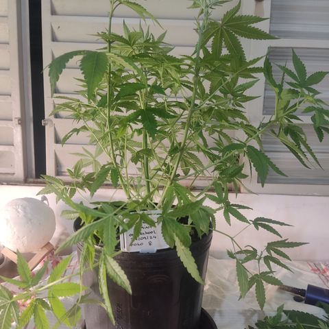 Banana Kush Mint growlog timeline photo