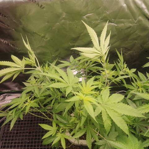 Banana Kush Mint growlog timeline photo