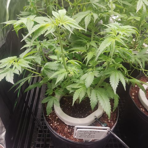 Girl Scout Cookies Blim Burn  growlog timeline photo