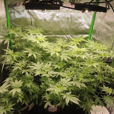 Banana Kush Mint growlog timeline photo