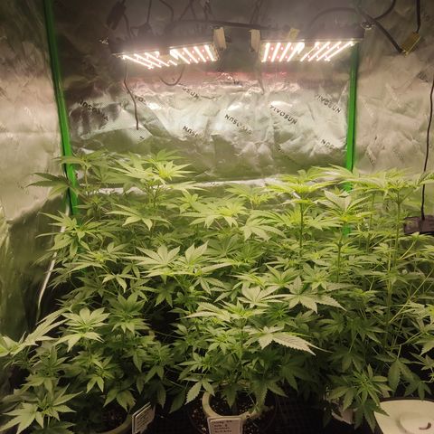 Banana Kush Mint growlog timeline photo
