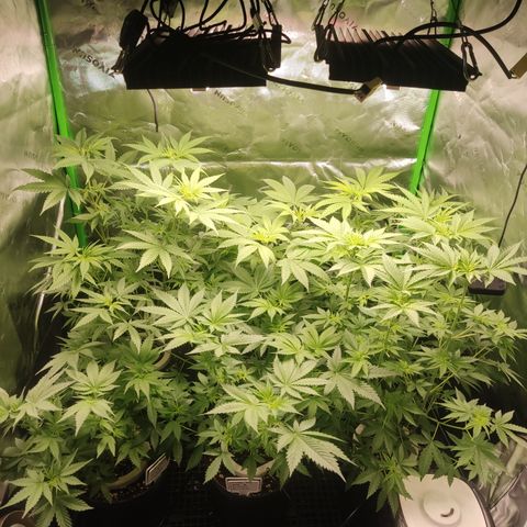 Banana Kush Mint growlog timeline photo