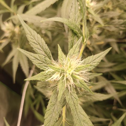 Gorila 1 growlog timeline photo