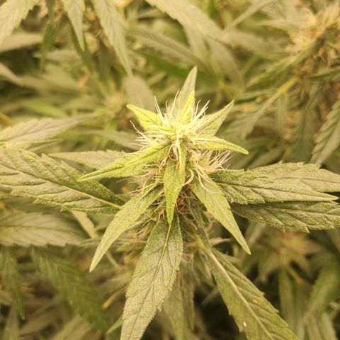 Gorila 1 growlog timeline photo