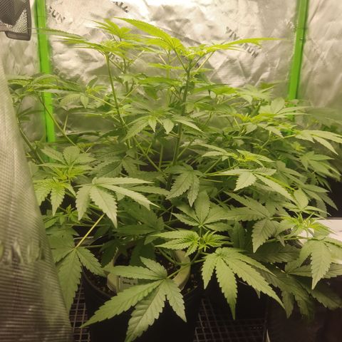 Sour diesel + LSD  Need Seed  growlog timeline photo